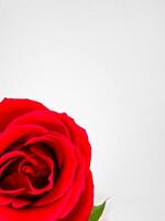 Close up of vibrant one red rose on white background with space for text. Perfect for romantic occasions, floral designs. can be used for romantic greeting cards, wedding invitations, floral business photo