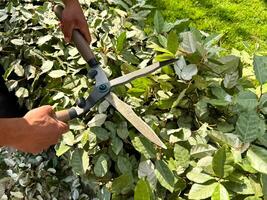 Close up of hands using garden shears to prune lush green bushes during sunny day. Detailed gardening work and plant care. Trimming growing garden fence. photo