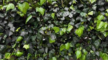 Lush green ivy leaves with raindrops, dense foliage after rain. Hydrated plants and nature rejuvenation concept for design and print. Close up, natural background. photo