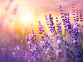 Close up of lavender flowers at sunset with bokeh effect, vibrant purple tones for wallpaper and textile design. Summer bloom and beauty concept with golden hour lighting. Ai generation photo