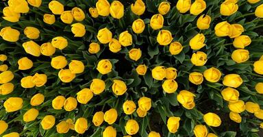 Top view of vibrant yellow tulips blooming in the garden. Flowers background. Springtime floral display, fresh tulip field pattern, horticulture and nature concept for design and print. photo