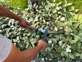 hombre guarnición verde hiedra hojas con jardín tijeras en luz de sol, al aire libre jardinería concepto. cerca arriba de manos poda denso follaje, mantener sano plantas. foto