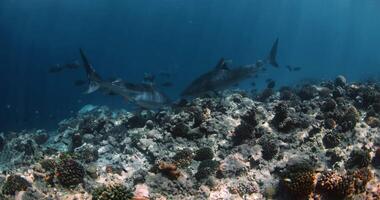 Tigre tiburón submarino en azul océano. buceo con Tigre tiburones en Maldivas video