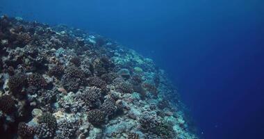 azul oceano com coral recife. embaixo da agua lento movimento Visão dentro tropical mar video