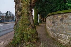 Pedestrian sidewalk between stone wall and large trees covered with green moss. photo