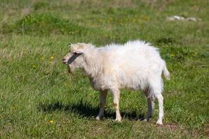 blanco cabra en un prado foto