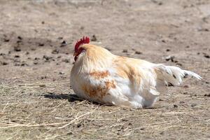 White rooster in the farm photo