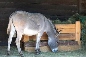 Adult donkey eating straw in a barn photo