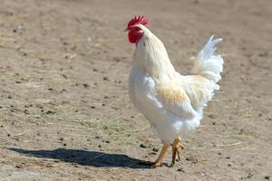 White rooster in the farm photo