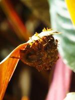 un grupo de tejedor hormigas haciendo un equipo trabajo para mordiendo un cigarras insectos foto