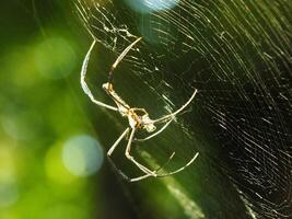 araña en el telaraña con natural verde bosque antecedentes. un grande araña murga pacientemente en sus web para algunos presa foto