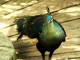 Green peacock. Pavo muticus. Beautiful bird with vibran color feather wich is found in the tropical forests of Southeast Asia, also known as a Javanese peacock. photo