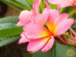 hermosa rosado frangipani flor o plumeria floreciente a botánico jardín con Fresco gotas de lluvia en él. tropical spa flor. foto