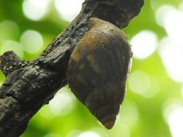 natural beauty of snails living in the forest or garden photo