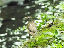 cejas tordo pájaro o turdus oscurece o cejas tordo, blanco ceja tordo, oscuro tordo. un hermosa pájaro desde Siberia. eso es fuertemente migratorio, invernada sur a China y Sureste Asia. foto