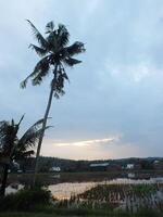 relajarse y calmante ambiente de rural escena con Coco árboles, nublado azul cielo, arroz campo, irrigación canales antes de amanecer. tranquilo foto