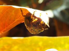 un grupo de tejedor hormigas haciendo un equipo trabajo para mordiendo un cigarras insectos foto