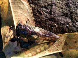 un cigarra es encaramado en seco lieaf. cerca arriba de cigarras o cicadidae o tanna japonensis insecto. hermosa criatura con ala y oscuro cuerpo foto