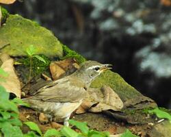 Eyebrowed Thrush Bird or Turdus obscures or Eyebrowed Thrush, White browed Thrush, Dark Thrush. A beautiful bird from Siberia. It is strongly migratory, wintering south to China and Southeast Asia. photo