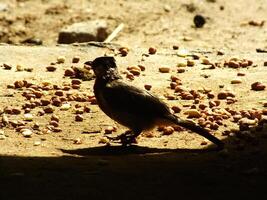 A Sooty headed bulbul on on the ground looking for food on a bright day light photo