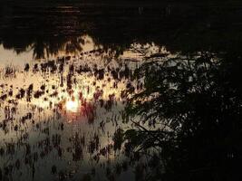 abstract background image of a sunrise reflection on a swamp water surface. Silhouettes of reeds growing in rural marsh that reflects golden light from the sun photo