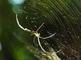 araña en el telaraña con natural verde bosque antecedentes. un grande araña murga pacientemente en sus web para algunos presa foto