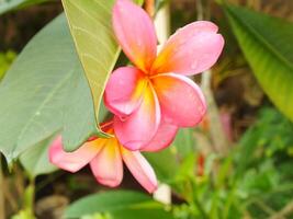 hermosa rosado frangipani flor o plumeria floreciente a botánico jardín con Fresco gotas de lluvia en él. tropical spa flor. foto