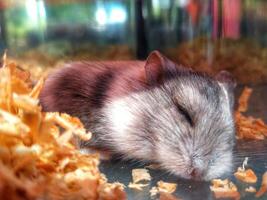 Cute adorable hamster is sleeping on wood shavings in glass cage. photo