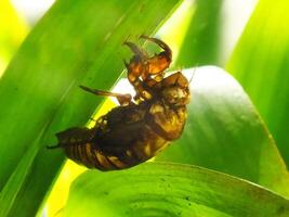 Molting cicada on a tree. Cicadas life cycle in nature forest. insect larva photo