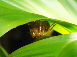 Molting cicada on a tree. Cicadas life cycle in nature forest. insect larva photo