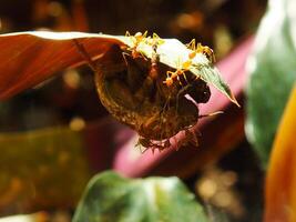 un grupo de tejedor hormigas haciendo un equipo trabajo para mordiendo un cigarras insectos foto