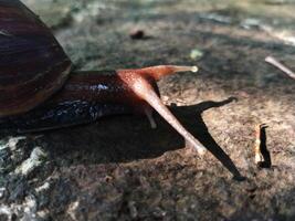 el nombre de caracol es un comúnmente aplicado en más a menudo a tierra caracoles. lissachatina fulica caminando en el yarda foto