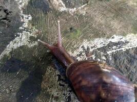 The name of Snail is a commonly applied on most often to land snails. Lissachatina fulica walking on the yard photo