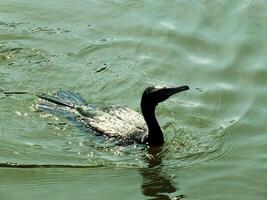 Little Black Cormorant bird swimming in the lake at sunny days. This is aquatic bird is very good on fish hunting photo