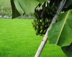 close up photo of unripe banana fruit on a tree with green paddy field background
