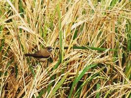 el javanés munia pájaro, es un pequeño pájaro por lo general perca en seco arroz plantas en el medio de arroz campos a Mira para comida foto