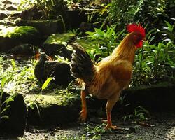 Beautiful Rooster looking for food in the morning at the garden photo