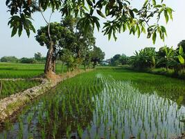hermosa paisaje de verde arroz campo. paisaje de el agrícola oryza sativa campo. rural ambiente en el Mañana foto