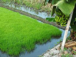 close up photo of unripe banana fruit on a tree with green paddy field background