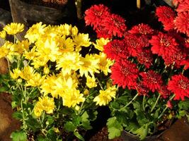 color collection of chrysanthemum flowers blooming. Nature Autumn Floral background. Many Chrysanthemum flowers growing in pots for sale in florist's shop photo