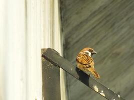 marrón gorriones pájaro perca en un metal tubo. ciudad pájaro disfrutando el gratis En Vivo alrededor el edificio foto