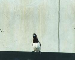 blanco deshuesado munia o lonchura estriado posado. algunas veces llamado como blanco deshuesado maniquí o herido pinzón en avicultura. esta pequeño pájaro comiendo semilla como su principal alimento. foto