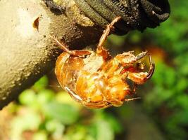 Molting cicada on a tree. Cicadas life cycle in nature forest. insect larva photo