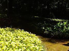 Small trees and sunshine. Beautiful leaves grow in the park. Natural landscape garden. Outdoor relaxing spot. Peace and calming ambience photo