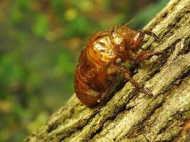 Molting cicada on a tree. Cicadas life cycle in nature forest. insect larva photo