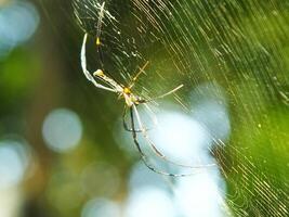 araña en el telaraña con natural verde bosque antecedentes. un grande araña murga pacientemente en sus web para algunos presa foto