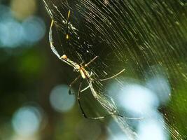 araña en el telaraña con natural verde bosque antecedentes. un grande araña murga pacientemente en sus web para algunos presa foto