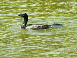 Little Black Cormorant bird swimming in the lake at sunny days. This is aquatic bird is very good on fish hunting photo