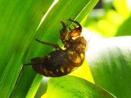 Molting cicada on a tree. Cicadas life cycle in nature forest. insect larva photo