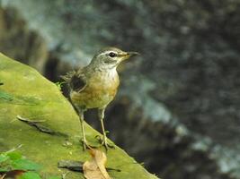 Eyebrowed Thrush Bird or Turdus obscures or Eyebrowed Thrush, White browed Thrush, Dark Thrush. A beautiful bird from Siberia. It is strongly migratory, wintering south to China and Southeast Asia. photo